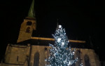 Plzeňským vánočním stromem bude jedle, slavnostní rozsvícení bude možné sledovat jen on-line 